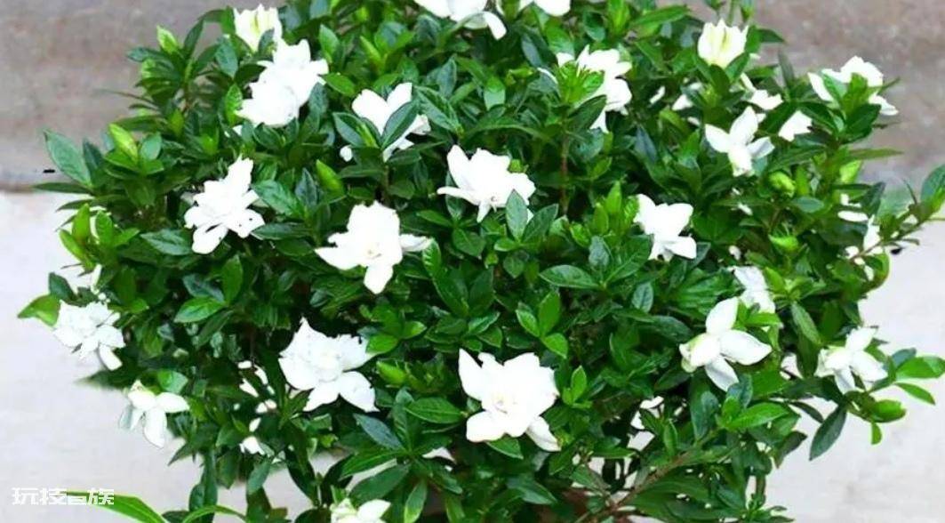 常见香味浓郁的花卉(家里养5种花卉植物清香四溢)-图片2